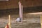 White wire haired Jack Russell terrier overcomes slalom with several vertical sticks sticking out of sand. Agility competitions,