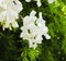 White Wistaria Flower