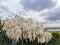 White Wisteria blossom in Huntington Library