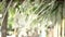 White wisteria with decorative leaves sways in the wind, hanging from the patio beams