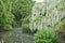 White Wisteria flower.