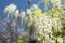 White wisteria flowers