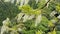 White wisteria flowers