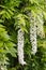 White wisteria flowers in bloom