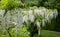 White wisteria flowers at St John\\\'s Lodge Garden photographed in springtime, Regent\\\'s Park, London UK