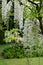 White wisteria flowers at St John\\\'s Lodge Garden photographed in springtime, Regent\\\'s Park, London UK