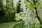 White wisteria flowers at St John\\\'s Lodge Garden photographed in springtime, Regent\\\'s Park, London UK