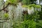 White wisteria flowers at St John\\\'s Lodge Garden photographed in springtime, Regent\\\'s Park, London UK