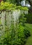 White wisteria flowers at St John\\\'s Lodge Garden photographed in springtime, Regent\\\'s Park, London UK