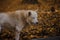 White wolf in the autumn forest, yellow leaves in the background. Arctic white wolf