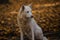 White wolf in the autumn forest, yellow leaves in the background. Arctic white wolf