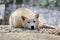 White Wolf Canis Lupus Arctos Arctic Portrait Stock Photo