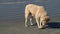 White wolf dog eating a fish on the pacific ocean