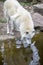 White wolf drinking water in a Zoo