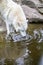 White wolf drinking water in a Zoo