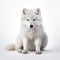 White Wolf In Dusseldorf Style: Captivating Tundra Portrait