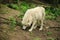 White wolf in the forest