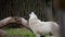 White wolf howling next to a wooden log