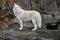 A white wolf howls to call