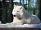 White wolf laying at the snow full size