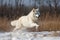 white wolf leaping through snowy field, its fur flying in the wind