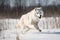 white wolf leaping through snowy field, its fur flying in the wind