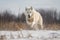 white wolf leaping through snowy field, its fur flying in the wind