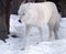 White wolf serious at snow