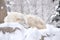 White wolf is sleeping in its cage on the snow in Asahiyama zoo