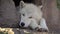 White wolf sleeping in rocks