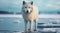 a white wolf standing on ice