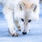 White wolf standing in snow covered ground
