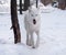 White wolf walking at snow looking at the camera