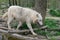 White wolf walks in a forest