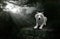 White Wolf, Wildlife, Forest Illustration
