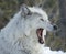 White wolf yawning