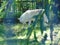 White wolf at zoo Targu Mures