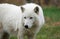 White Wolfdog portrait