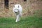 White wolfdog skulking