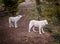 White wolves in France, Canadian Park