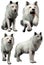 White wolves in various poses 3D renders