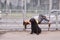 White woman with briard near lies on bench on bus stop.