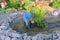 White woman and her dog cleans a artificial fish pond from slime and water plants