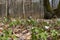 White wood anemone flowers in spring forest closeup. Forest meadow covered by Primerose flowers