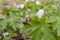 White wood anemone flowers in spring forest closeup. Forest meadow covered by Primerose flowers