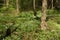 White wood anemone flowers Spring primroses