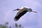 White Wood stork bird flying over the water