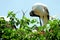 White wood stork family, Florida