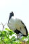 White wood stork family in nest, Delray Beach, Florida