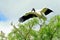 White Wood stork on tree branch in wetland